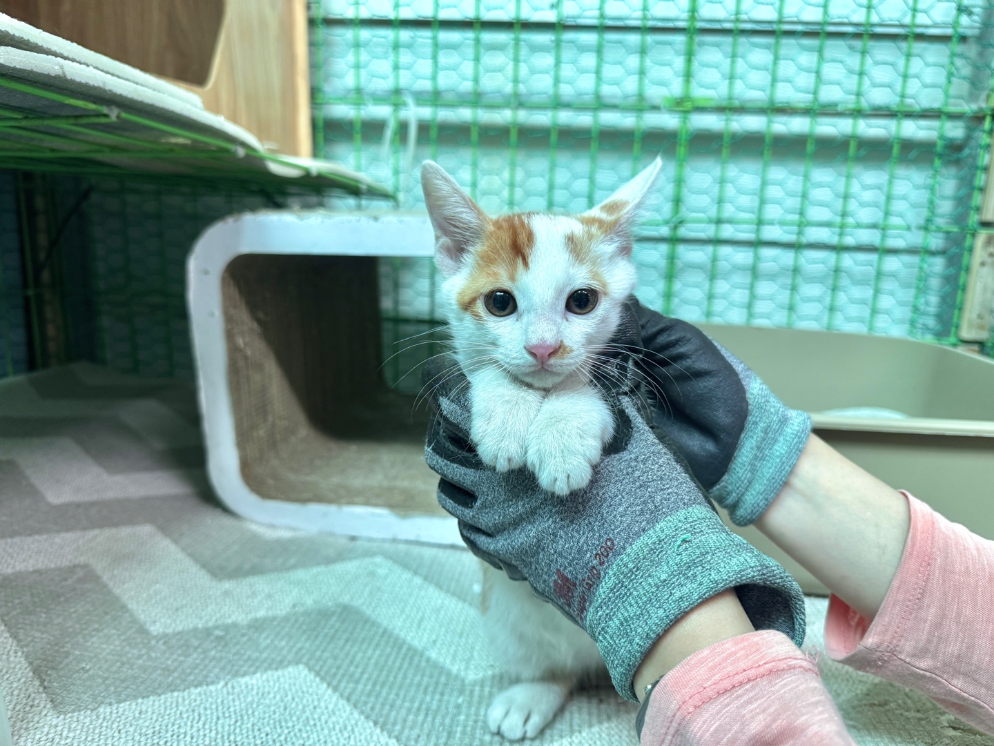 [고양이] 한국 고양이 경북-포항-2025-00429 유기동물 배경 이미지 입니다.